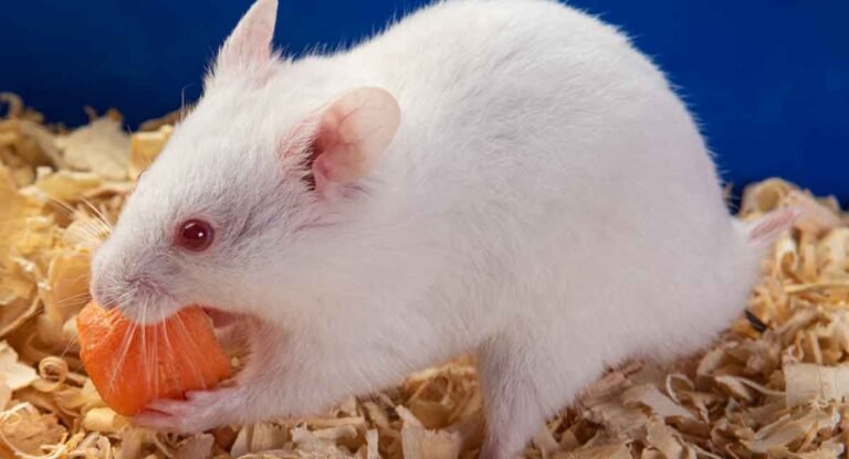 Breeding Albino Syrian Hamsters: What New Owners Should Know