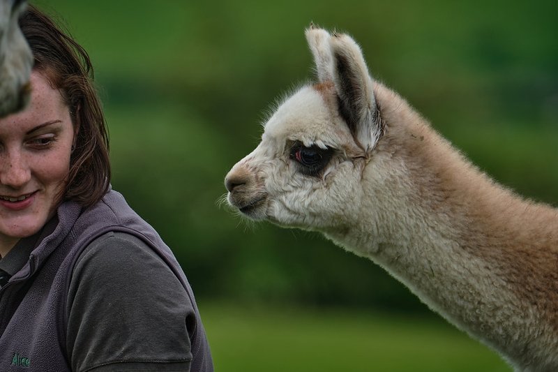 Breeding Alpacas: Gestation, Birth, And Cria Care