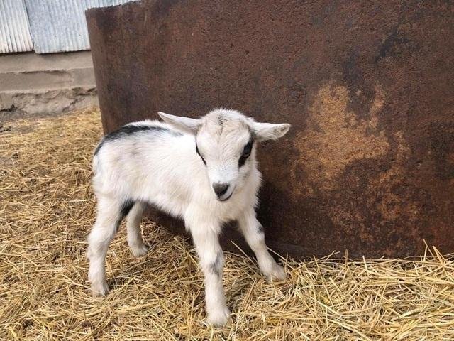 Breeding Alpine Goats: Gestation, Kidding, And Kid Care