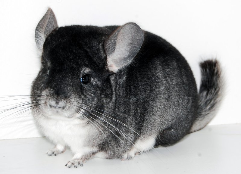Breeding And Genetics Of Black Velvet Chinchillas Explained