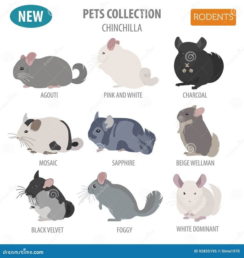 Breeding And Genetics Of Charcoal Chinchillas Explained