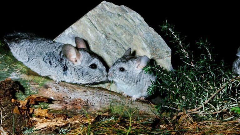Breeding And Genetics Of Ebony Chinchillas Explained