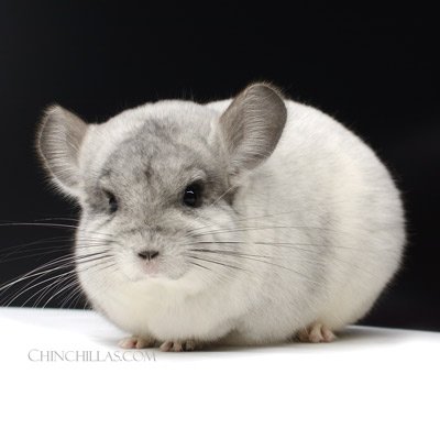 Breeding And Genetics Of White Mosaic Chinchillas Explained