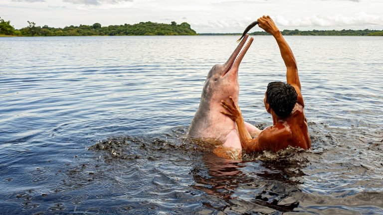 Breeding And Reproduction Of The Amazon River Dolphin