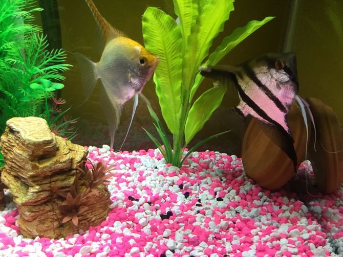 Breeding And Reproduction Of The Angelfish