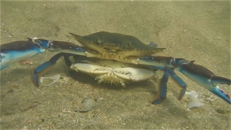 Breeding And Reproduction Of The Blue Crab