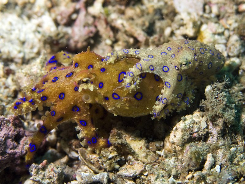 Breeding And Reproduction Of The Blue-Ringed Octopus