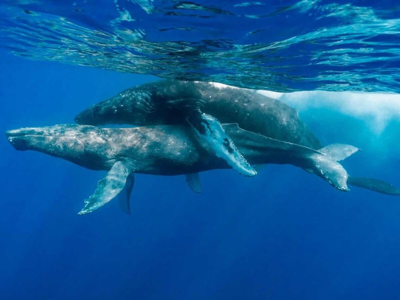 Breeding And Reproduction Of The Blue Whale