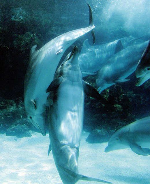 Breeding And Reproduction Of The Bottlenose Dolphin