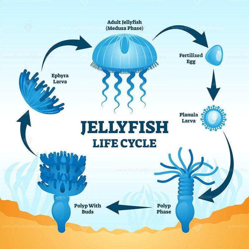 Breeding And Reproduction Of The Box Jellyfish