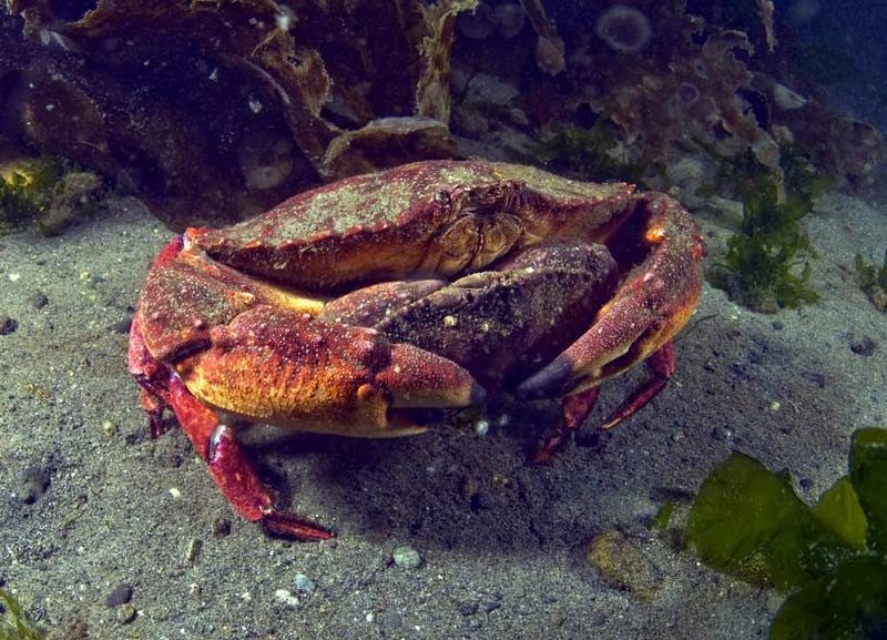 Breeding And Reproduction Of The Crab