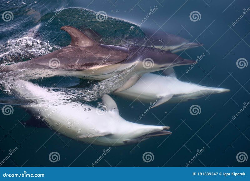 Breeding And Reproduction Of The Dolphin