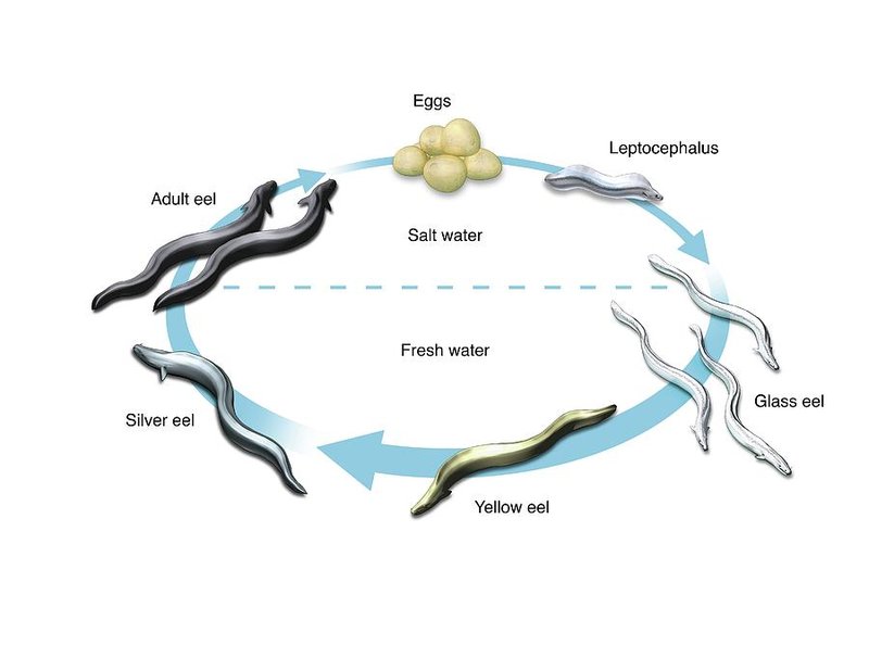 Breeding And Reproduction Of The Eel