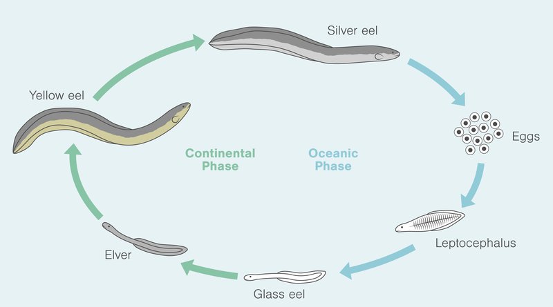Breeding And Reproduction Of The Electric Eel