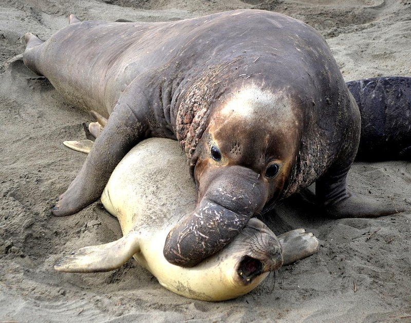 Breeding And Reproduction Of The Elephant Seal