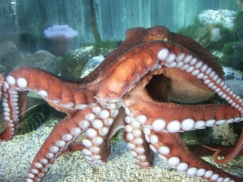 Breeding And Reproduction Of The Giant Pacific Octopus