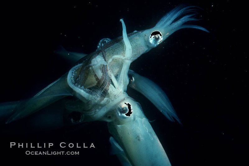 Breeding And Reproduction Of The Giant Squid