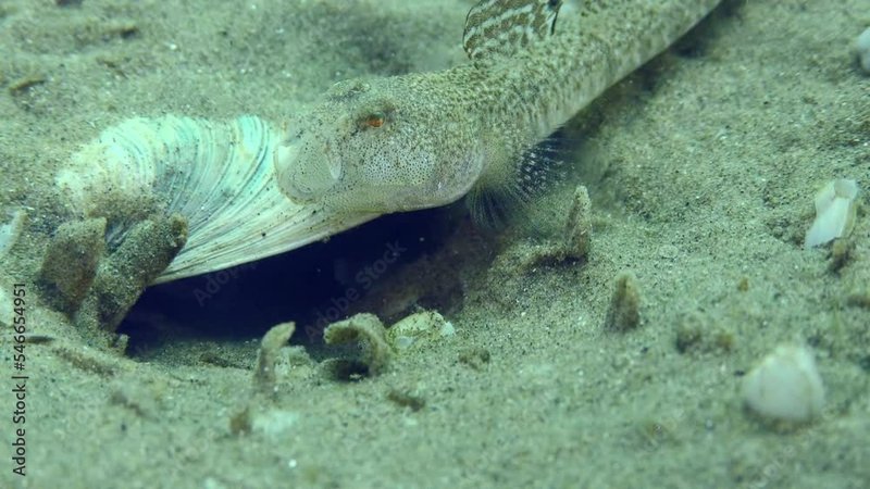 Breeding And Reproduction Of The Goby