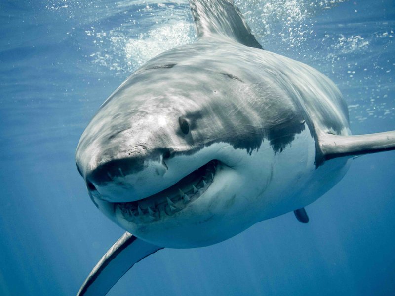 Breeding And Reproduction Of The Great White Shark
