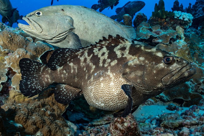 Breeding And Reproduction Of The Grouper