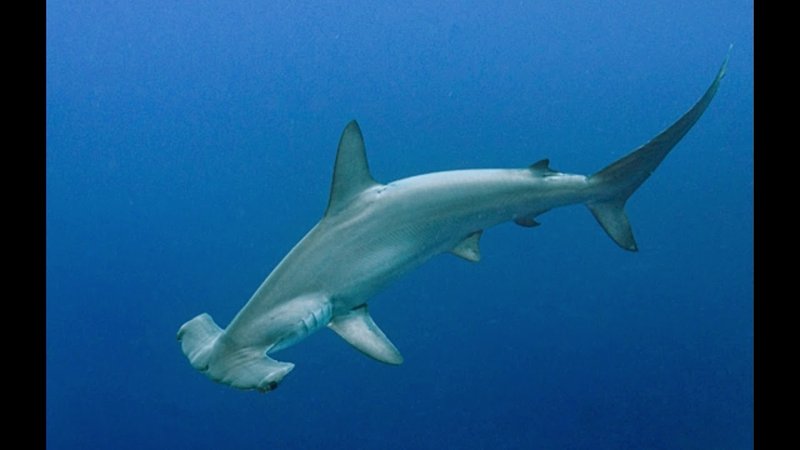 Breeding And Reproduction Of The Hammerhead Shark