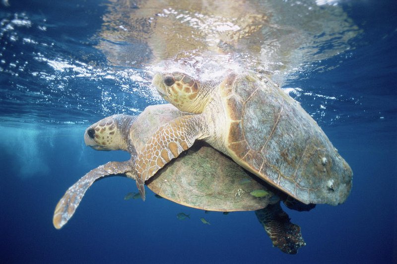 Breeding And Reproduction Of The Hawksbill Turtle