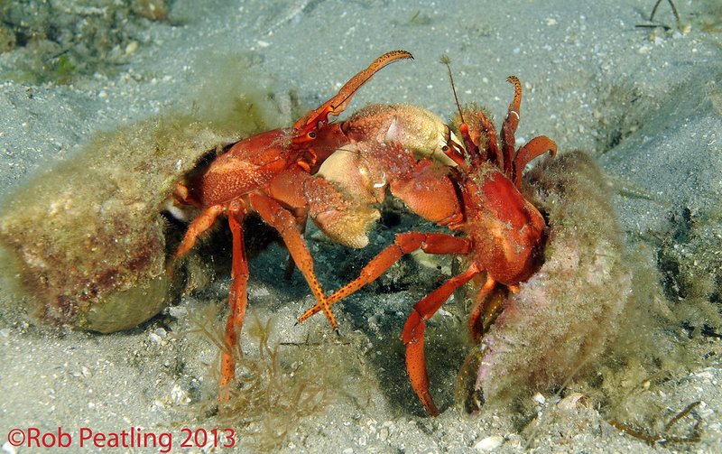 Breeding And Reproduction Of The Hermit Crab