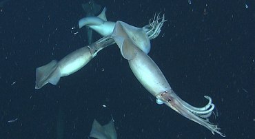 Breeding And Reproduction Of The Humboldt Squid