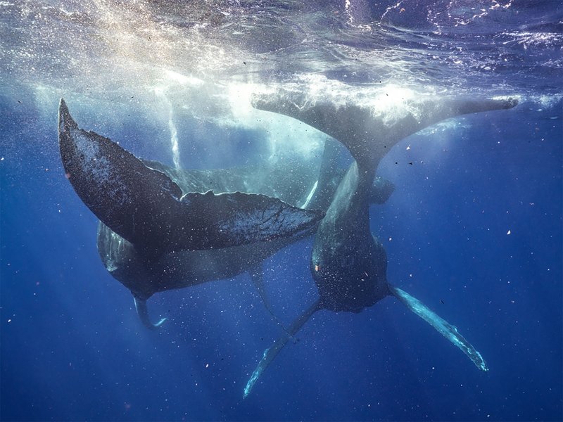 Breeding And Reproduction Of The Humpback Whale