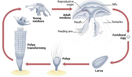 Breeding And Reproduction Of The Jellyfish