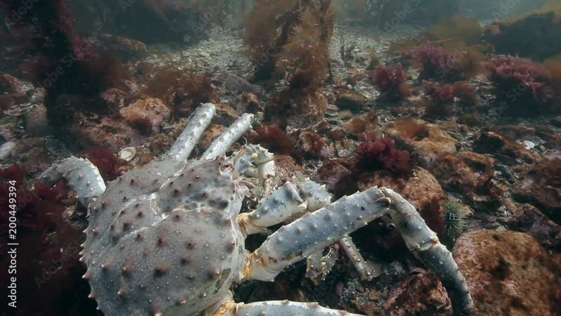 Breeding And Reproduction Of The King Crab