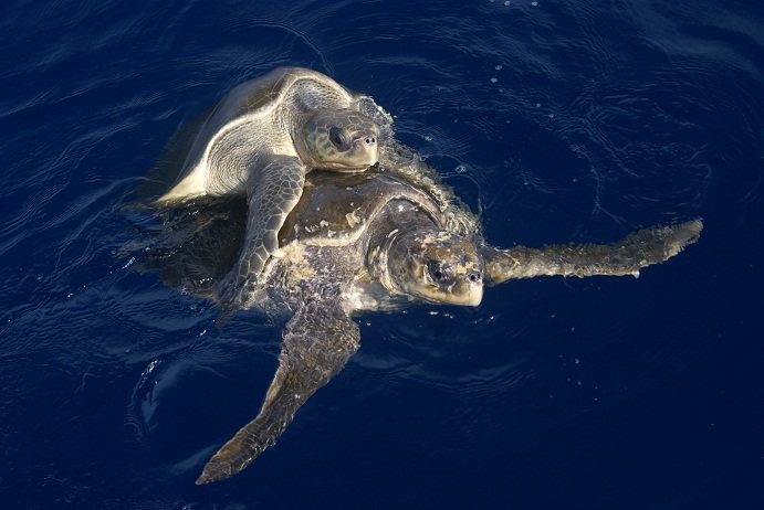 Breeding And Reproduction Of The Leatherback Turtle