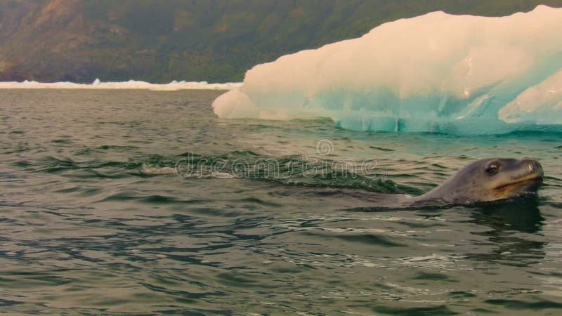 Breeding And Reproduction Of The Leopard Seal