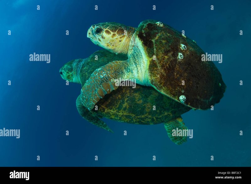 Breeding And Reproduction Of The Loggerhead Turtle