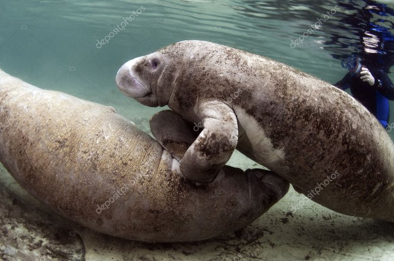 Breeding And Reproduction Of The Manatee