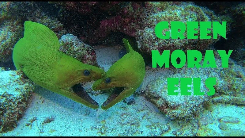 Breeding And Reproduction Of The Moray Eel