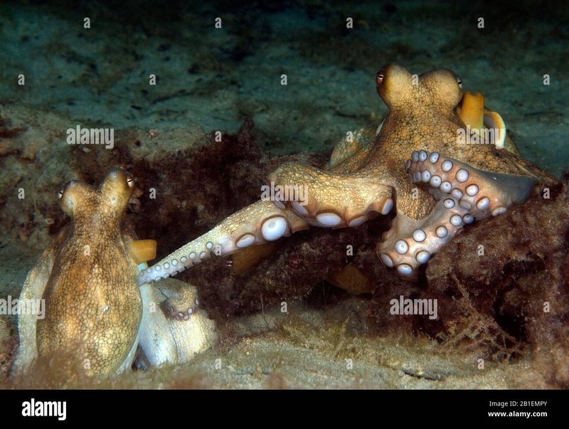 Breeding And Reproduction Of The Octopus