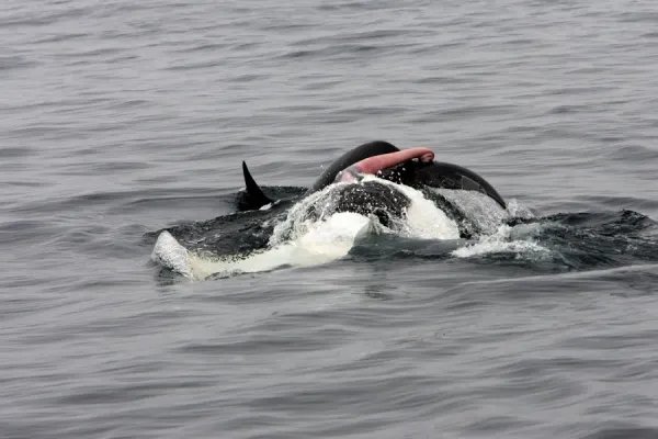 Breeding And Reproduction Of The Orca (Killer Whale)