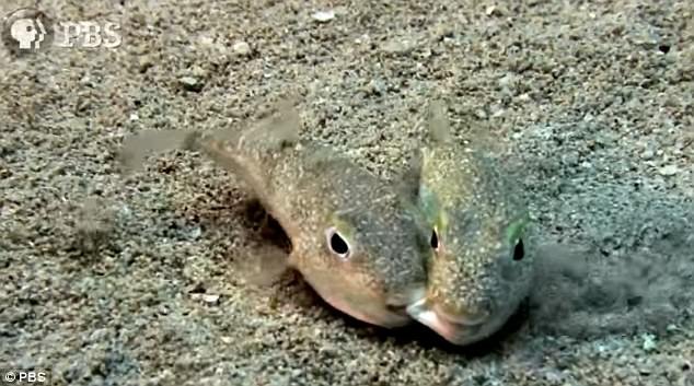 Breeding And Reproduction Of The Pufferfish