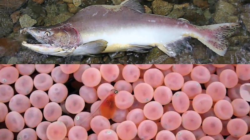 Breeding And Reproduction Of The Salmon