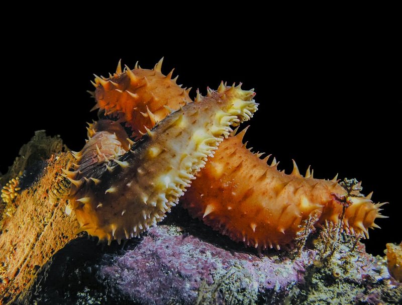 Breeding And Reproduction Of The Sea Cucumber