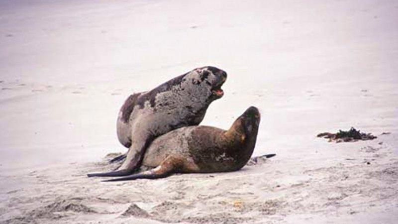 Breeding And Reproduction Of The Sea Lion