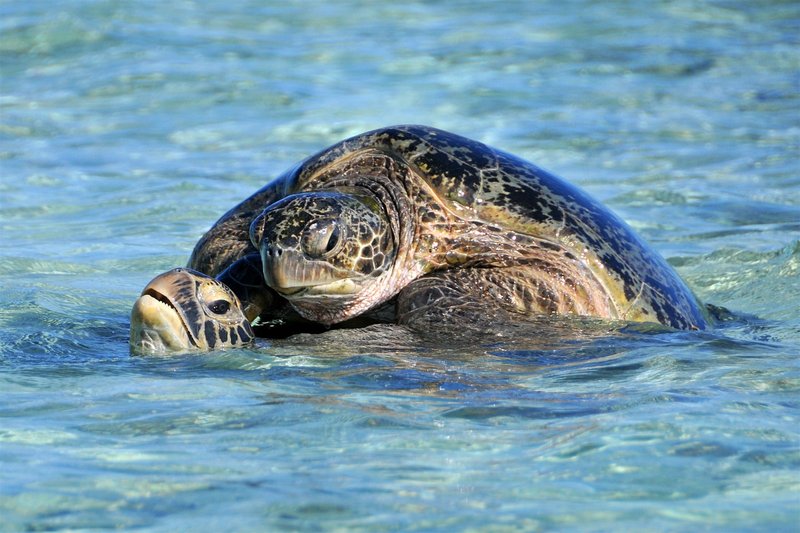Breeding And Reproduction Of The Sea Turtle