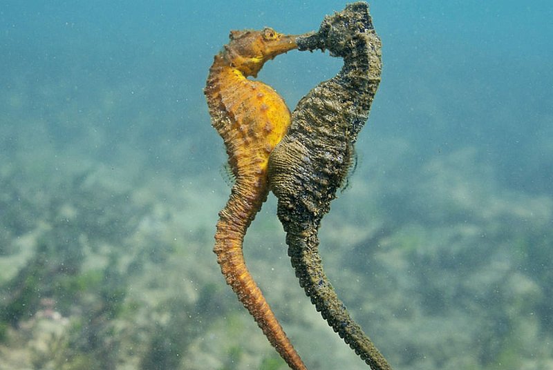 Breeding And Reproduction Of The Seahorse