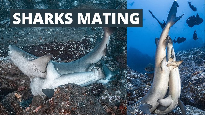 Breeding And Reproduction Of The Shark