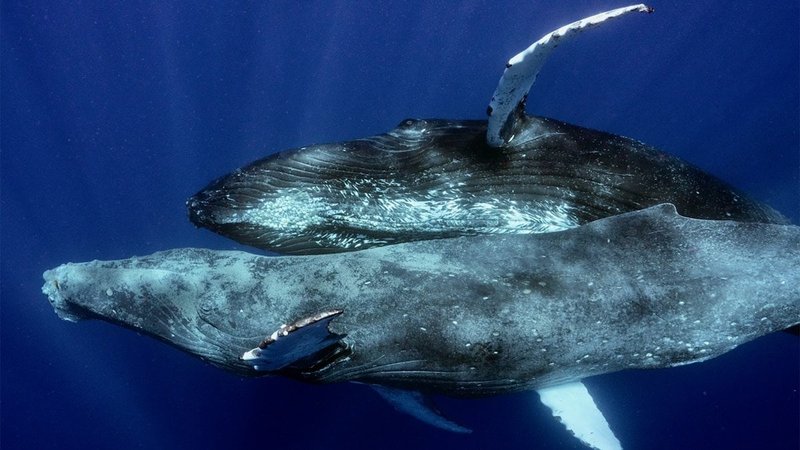 Breeding And Reproduction Of The Sperm Whale