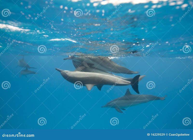 Breeding And Reproduction Of The Spinner Dolphin