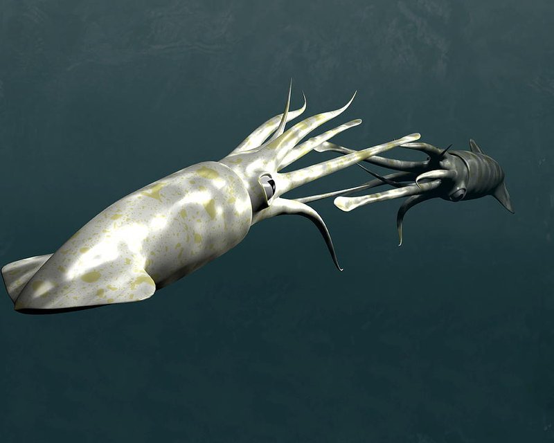 Breeding And Reproduction Of The Squid