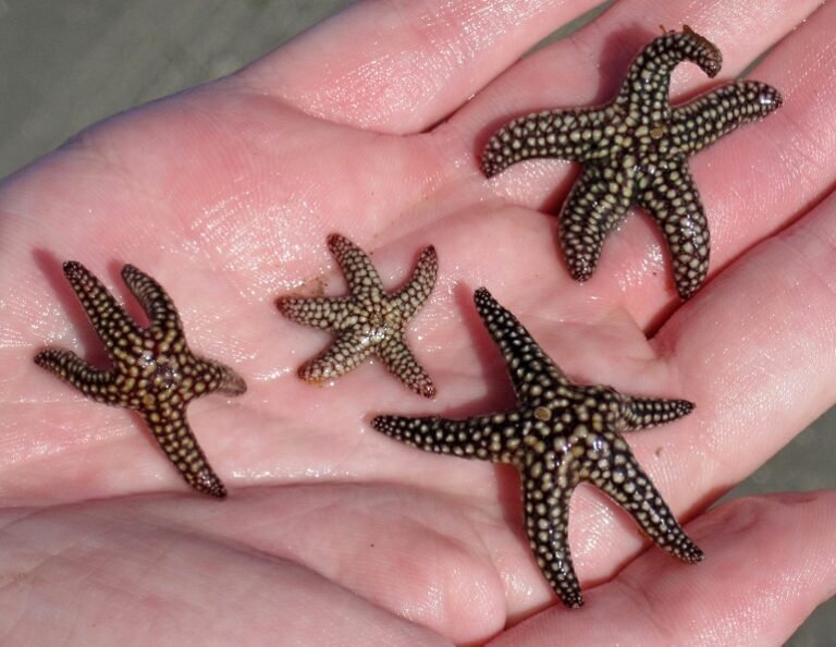 Breeding And Reproduction Of The Starfish