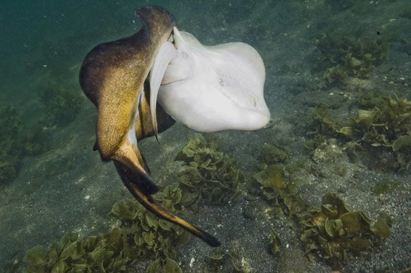 Breeding And Reproduction Of The Stingray